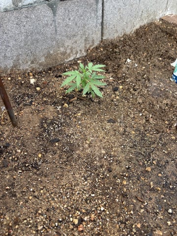 2 Mystery And Special Queen One Auto  — vegetative, day 26