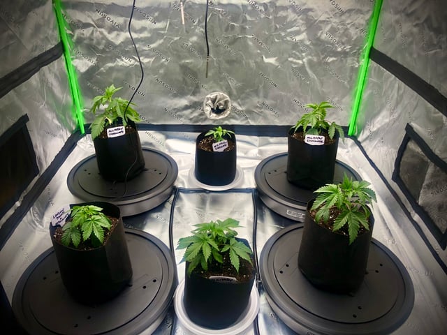 My First Home Grow  — vegetative, day 26
