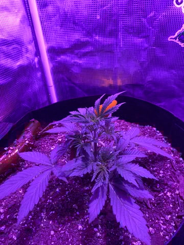 RQ Special Queen  — vegetative, day 3