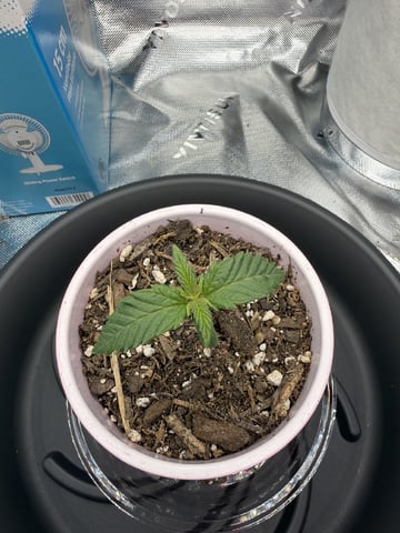 Special Queen 1 — seedling_rooting, day 5