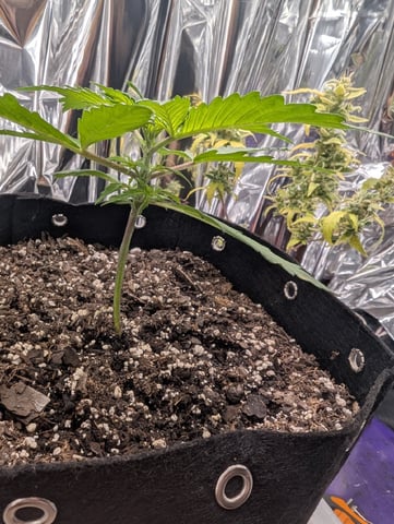 Zkittlez (Auto) — vegetative, day 22