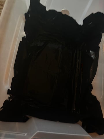 First magic mushroom grow — vegetative, day 33