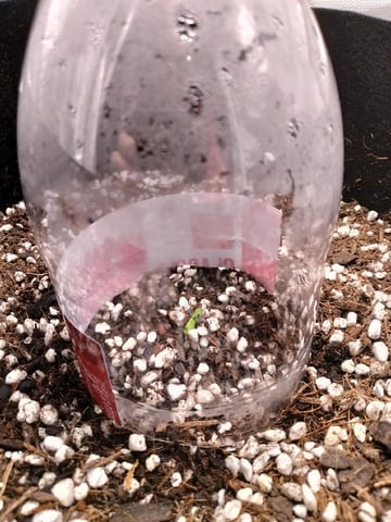Banana Purple Punch Auto — germination, day 2