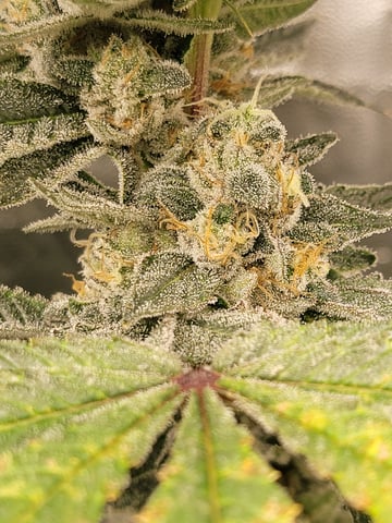 #3 — flower, day 77