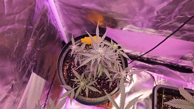 first grow adventure  — vegetative, day 49