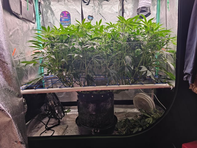 scrog from cut.  — flower, day 29