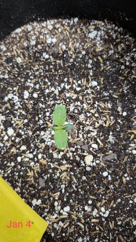 Perpetual Autoflower Mixed Grow #3 — germination, day 14