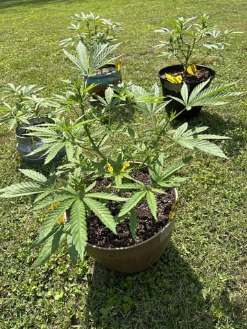 2026 Outdoor — vegetative, day 54
