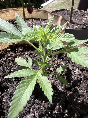 Bruce Banner ⛽️ — vegetative, day 41