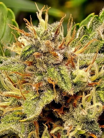 (4)autos  — flower, day 65