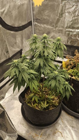 First Feminized Grow  — flower, day 125