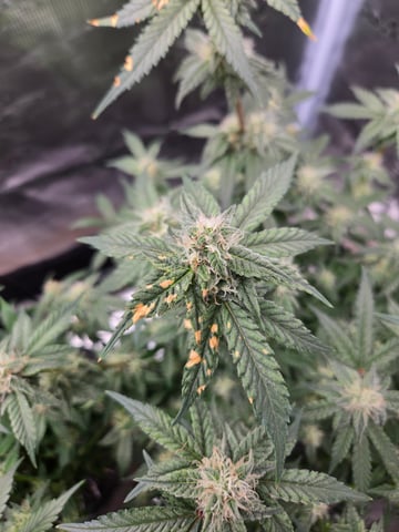 1st Grow — flower, day 127