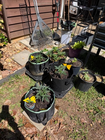 Indoor & Outdoor Grow 6 — vegetative, day 11