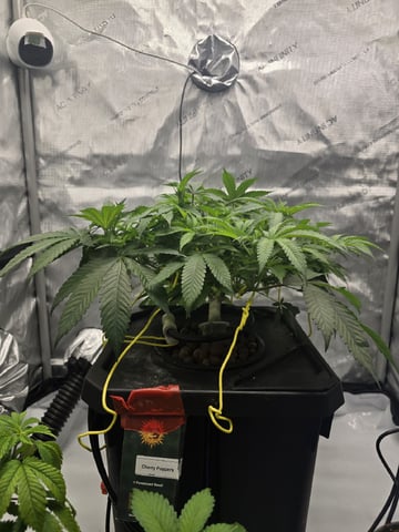 Barney's Farm - Cherry Popper — vegetative, day 51