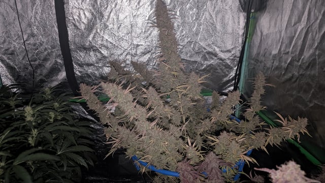 Perpetual Autoflower Mixed Grow #3 — flower, day 95