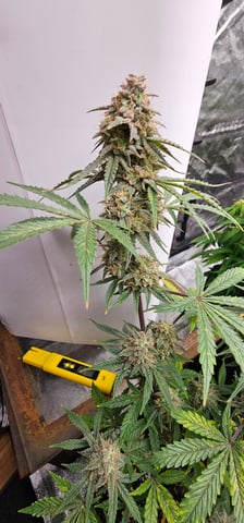 frozen biscotti — grow_setup, day 73