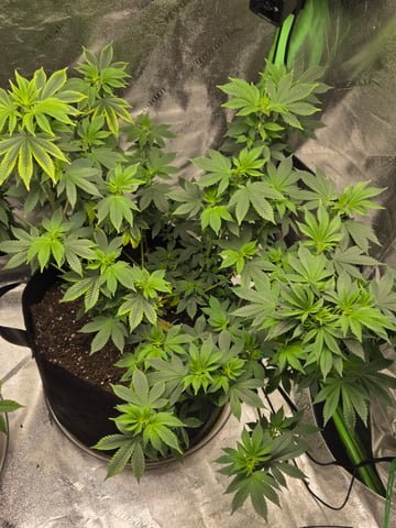 new bee's  — vegetative, day 68