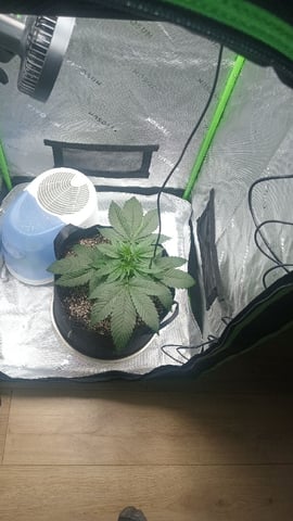 Critical Purple Kush — vegetative, day 45