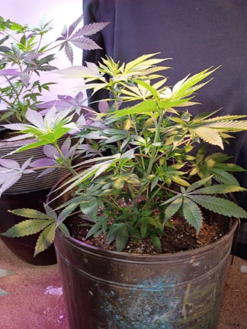 Round Deuce  — vegetative, day 56