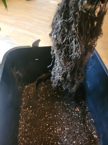 2 Week Old Babies — vegetative, day 17