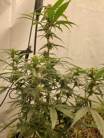 Auto Flower Run Fully Organic — flower, day 39