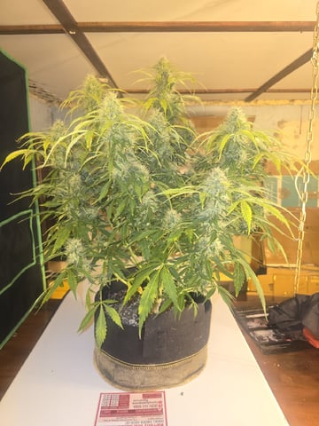 Autos AGAIN — flower, day 85