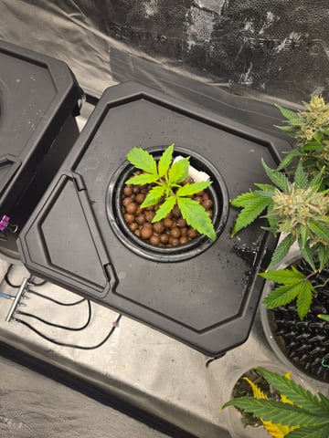 Spider-Farmer Hydro — vegetative, day 17