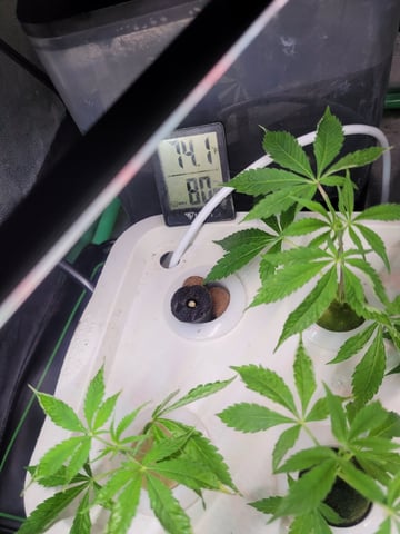 Clones And Hermie Seeds — grow_setup, day 2