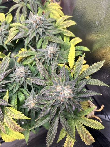 cosmic drip — flower, day 1