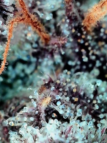 Grow Shed Grow #1 — flower, day 73