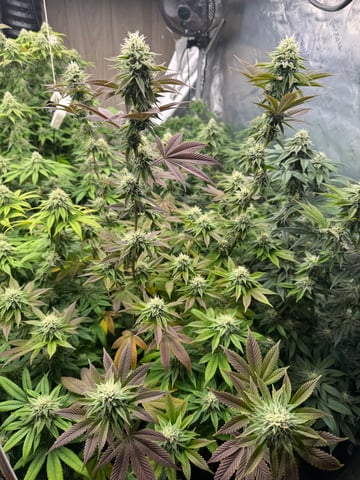 Hollywood Headband and LimeHeads  — flower, day 142