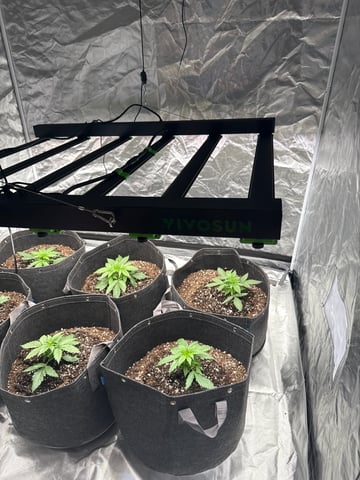 Pineapple  — vegetative, day 6