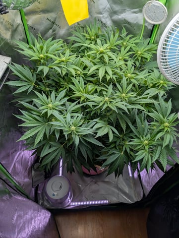 Golden Goat — flower, day 1