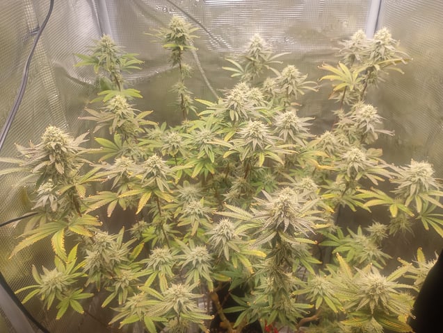 cheddar cheese  — flower, day 95
