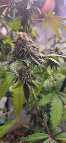 Looking for advice! — flower, day 90