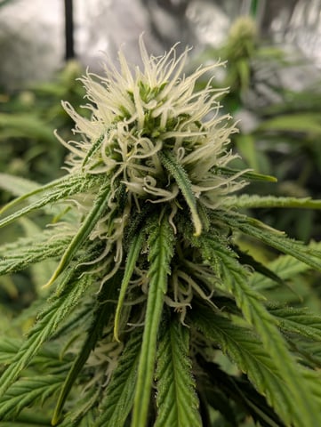 Acapulco Gold  — flower, day 82