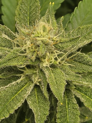 Barney's Farm - Cherry Popper — flower, day 99