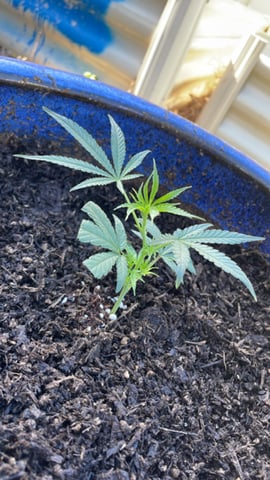 Runtz Muffin — grow_setup, day 2