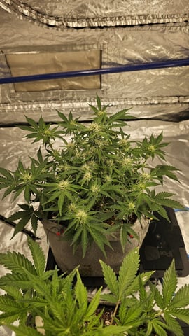 Autos For The Rest Of Winter 🔥🔥😉 — flower, day 61