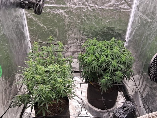 Seedman mix auto & seedman mix auto & GodFather OG — auto, day 68