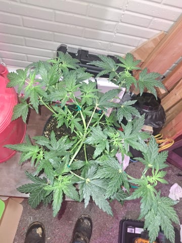 lil babies  — vegetative, day 14