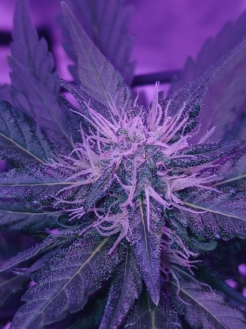 CountryG  — seedling_rooting, day 43