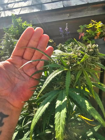 blue cheese  — flower, day 5