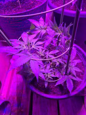 Queen B  — flower, day 50