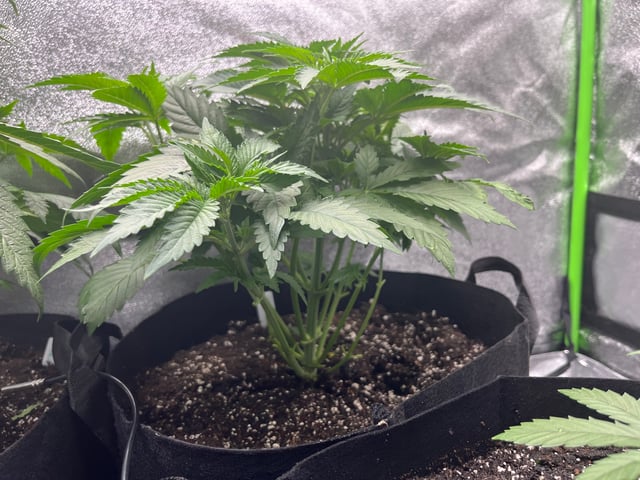 My First Four — vegetative, day 42