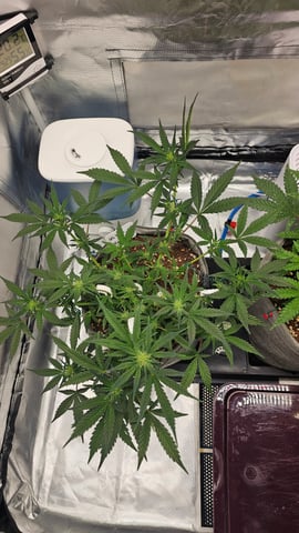 Jelousy Fast(Photo) & Ultra Voilet (Auto) — vegetative, day 2