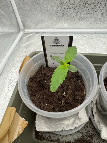 Pineapple Express F1 — seedling_rooting, day 3