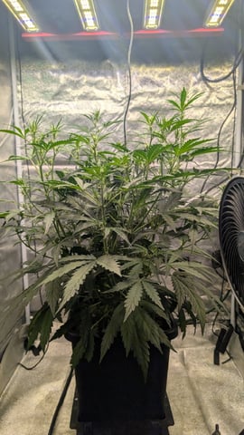 Lemon Cherry Gelato Auto