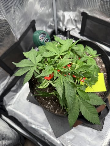 Gorilla Cookies 2nd Try — vegetative, day 36