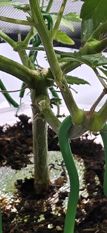 Girl Scout Cookies  — vegetative, day 62